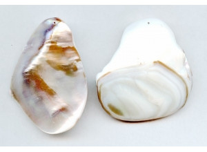 Freshwater Shell 48-64mm Pendant