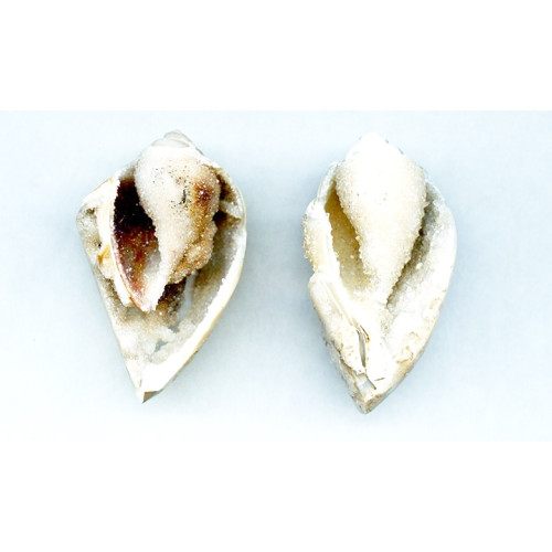 108-0006 Spiralite Gemshells <br>50mm Fancy Shape