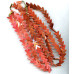 128-1218 Red Jade <br>16x16 V-shape