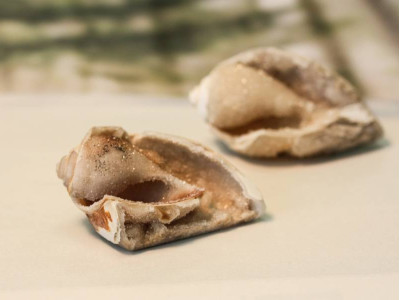 Spiralite Gemshells 50mm Fancy Shape