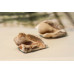 108-0006 Spiralite Gemshells <br>50mm Fancy Shape